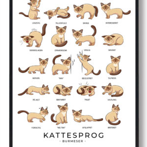 Kattesprog - Burmeser katte plakat