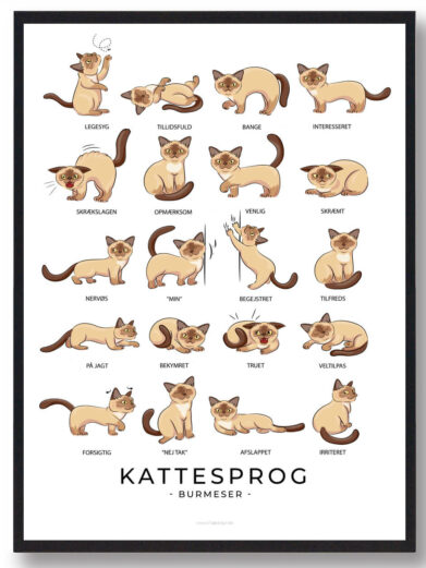 Kattesprog - Burmeser katte plakat