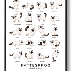 Kattesprog - Hellig Birma katte plakat