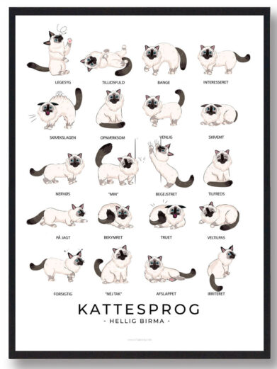 Kattesprog - Hellig Birma katte plakat