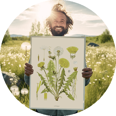 Mælkebøtte plakat til boligindretning. Botanisk tryk i høj kvalitet for et stilfuldt hjem. Køb din boligplakat nu!