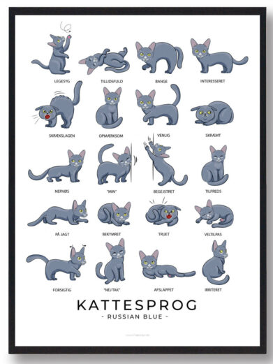 Kattesprog - Russian blue katte plakat