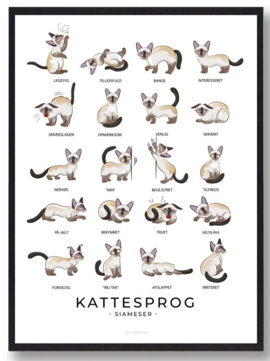 Kattesprog - Siameser katte plakat