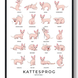 Kattesprog - Sphynx katte plakat