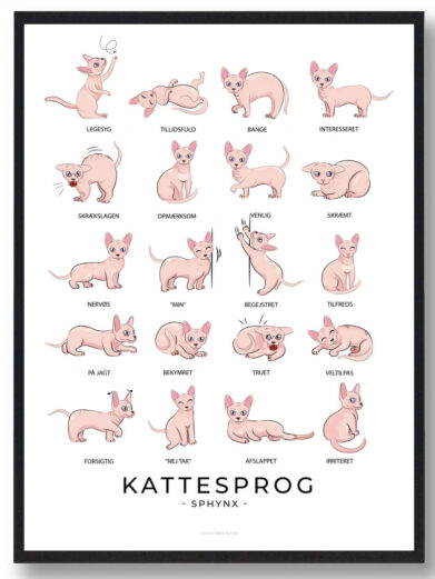 Kattesprog - Sphynx katte plakat