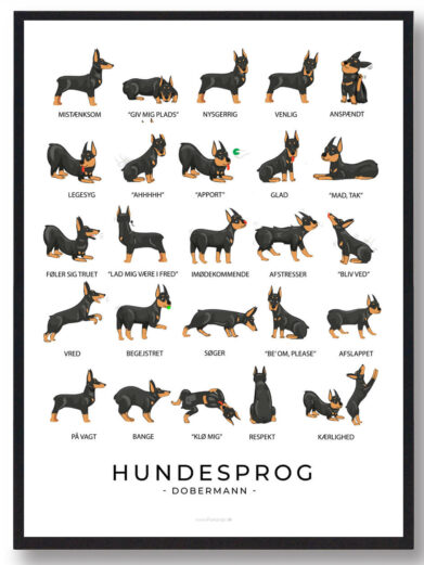 På dobermann hundeplakaten ses flere dobermann. Hundeplakaten har en hvid baggrund. Der står dobermann hundesprog på plakaten fordi den viser hvordan dobermann opfører sig ved de forskellige følelser.