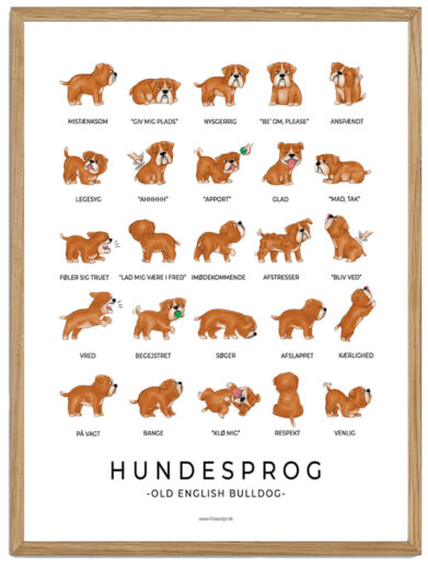 Old English Bulldog - Hundesprog plakat