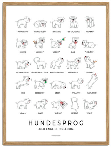 Old English Bulldog - Hvid hundesprog plakat