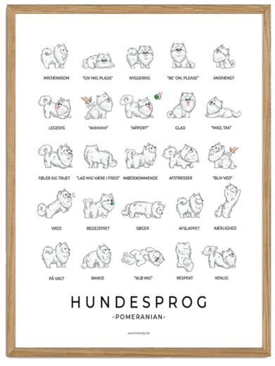 Pomeranian hvid - Hundesprog plakat