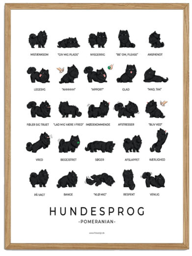 Pomeranian sort - Hundesprog plakat