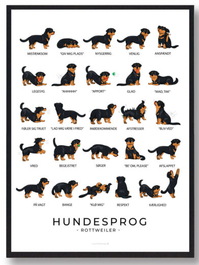 På rottweiler hundeplakaten ses flere rottweiler. Hundeplakaten har en hvid baggrund. Der står rottweiler hundesprog på plakaten fordi den viser hvordan rottweiler opfører sig ved de forskellige følelser.