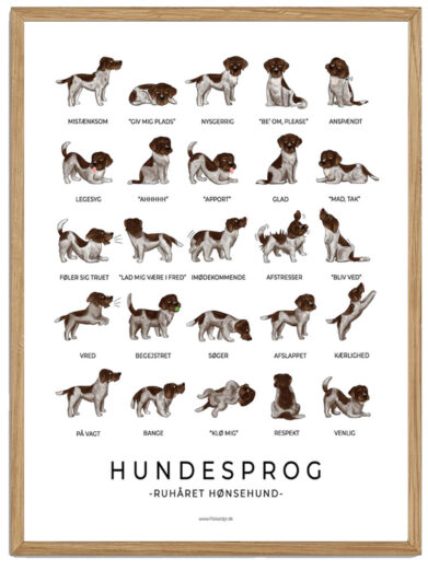 Ruhåret hønsehund - Hundesprog plakat