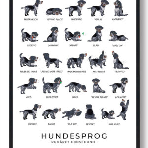 Ruhåret hønsehund - Hundesprog plakat