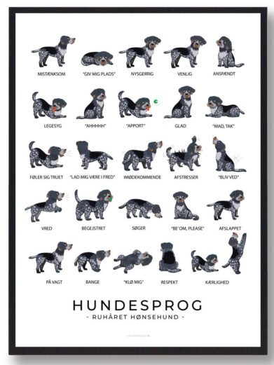 På ruhåret hønsehund hundeplakaten ses flere ruhåret hønsehund. Hundeplakaten har en hvid baggrund. Der står ruhåret hønsehund hundesprog på plakaten fordi den viser hvordan ruhåret hønsehund opfører sig ved de forskellige følelser.