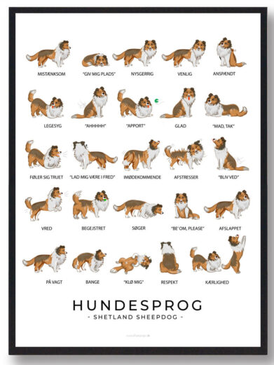 På shetland sheepdog hundeplakaten ses flere shetland sheepdog. Hundeplakaten har en hvid baggrund. Der står shetland sheepdog hundesprog på plakaten fordi den viser hvordan shetland sheepdog opfører sig ved de forskellige følelser.