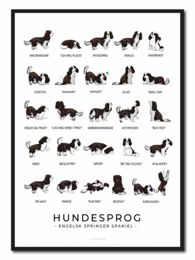 På engelsk springer spaniel hundeplakaten ses flere engelsk springer spaniel. Hundeplakaten har en hvid baggrund. Der står engelsk springer spaniel hundesprog på plakaten fordi den viser hvordan engelsk springer spaniel opfører sig ved de forskellige følelser.
