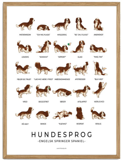 Engelsk Springer Spaniel brun - Hundesprog plakat