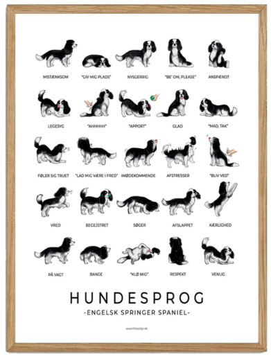 Engelsk Springer Spaniel - Hundesprog plakat