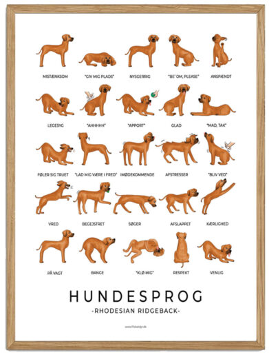 Rhodesian Ridgeback - Hundesprog plakat