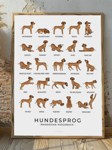Hundesprogsplakat med en Rhodesian Ridgeback, der viser, hvordan denne stærke og selvstændige hund kommunikerer gennem kropssprog og subtile signaler.