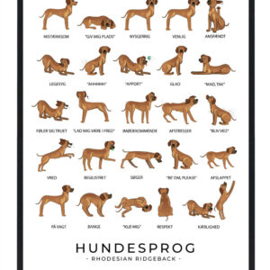 Rhodesian Ridgeback - Hundesprog plakat