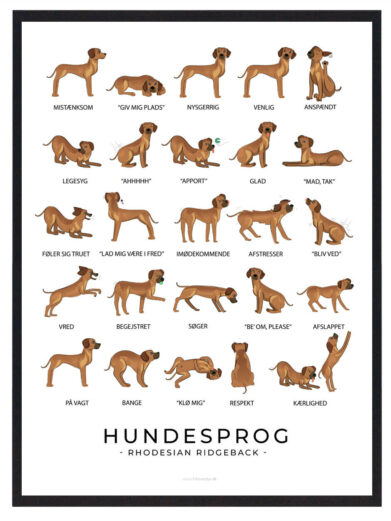 Hundesprogsplakat med en Rhodesian Ridgeback, der giver indsigt i, hvordan du kan opnå bedre kommunikation og forståelse med din hund gennem dens kropssprog.