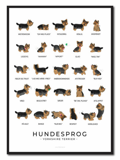 På Yorkshire terrier hundeplakaten ses flere Yorkshire terrier. Hundeplakaten har en hvid baggrund. Der står Yorkshire terrier hundesprog på plakaten fordi den viser hvordan Yorkshire terrier opfører sig ved de forskellige følelser.