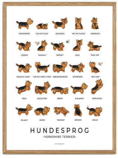 Yorkshire Terrier - Hundesprog plakat