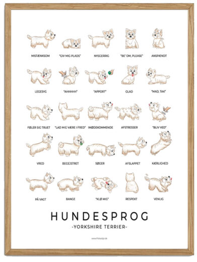 Yorkshire Terrier hvid - Hundesprog plakat