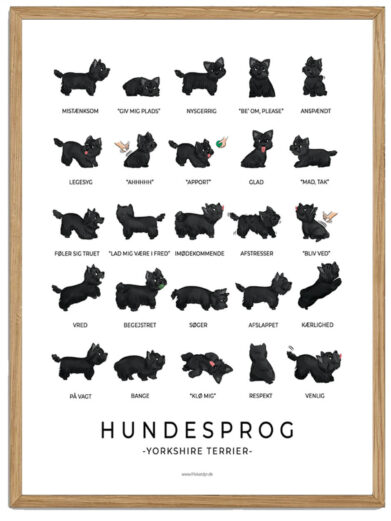 Yorkshire Terrier sort - Hundesprog plakat