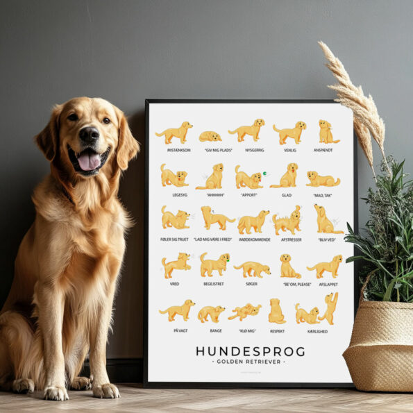Golden Retriever plakat med hundesprog. Billig portræt hund plakat til hundeelskere. Køb nu!
