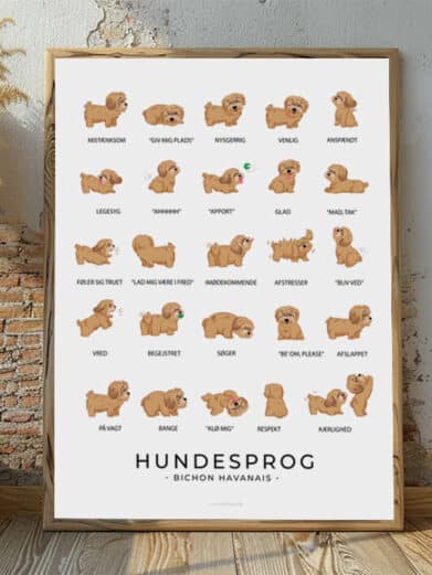 Hundesprogsplakat med en brun Bichon Havanais, der viser, hvordan denne venlige og legesyge hund kommunikerer gennem kropssprog og små signaler.