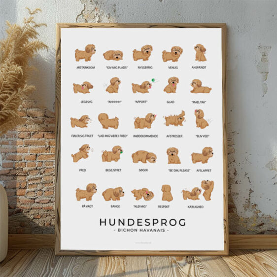 Hundesprogsplakat med en brun Bichon Havanais, der viser, hvordan denne venlige og legesyge hund kommunikerer gennem kropssprog og små signaler.