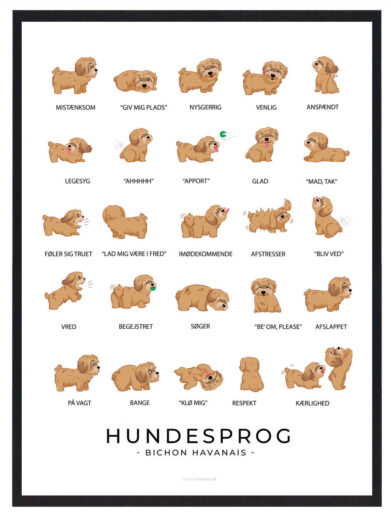 Hundesprogsplakat med en brun Bichon Havanais, der giver indsigt i, hvordan du kan kommunikere bedre med din hund ved at tolke dens kropssprog og signaler.