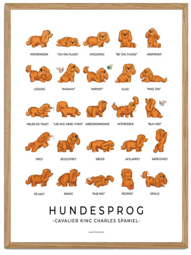 Cavalier King Charles Spaniel - Hundesprog plakat