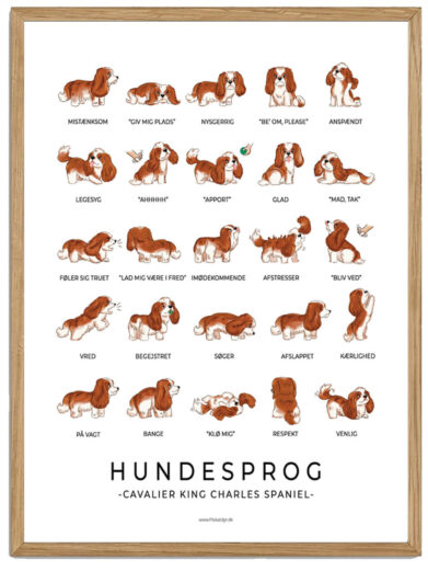 Cavalier King Charles Spaniel - Brun Hundesprog plakat