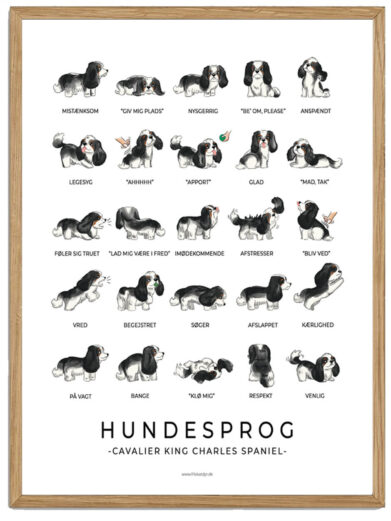 Cavalier King Charles Spaniel - Sort Hundesprog plakat