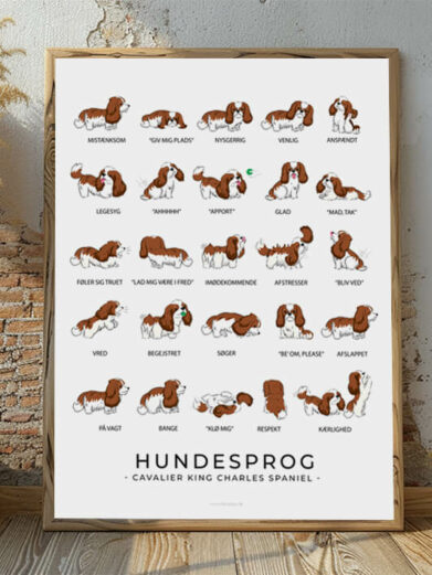 Hundesprogsplakat med en brun Cavalier King Charles Spaniel, der viser, hvordan denne venlige og opmærksomme hund kommunikerer gennem kropssprog og små signaler.