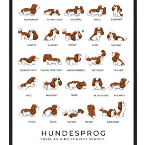 Cavalier King Charles Spaniel - Brun Hundesprog plakat