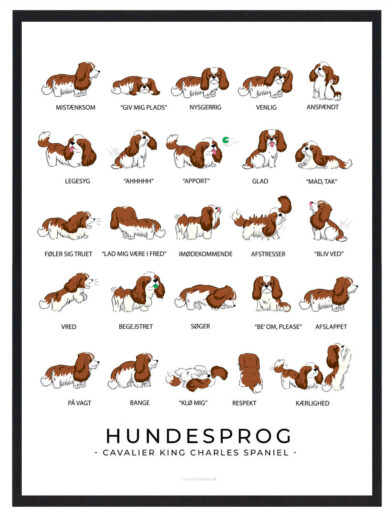 Hundesprogsplakat med en brun Cavalier King Charles Spaniel, der giver indsigt i, hvordan du bedre kan forstå og kommunikere med din hund ved at tolke dens kropssprog.