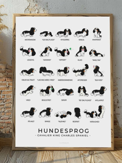 Hundesprogsplakat med en sort Cavalier King Charles Spaniel, der viser, hvordan denne kærlige og opmærksomme hund kommunikerer gennem sin kropssprog og små signaler.