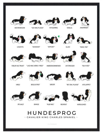 Hundesprogsplakat med en sort Cavalier King Charles Spaniel, der giver indsigt i, hvordan du bedre kan forstå din hunds humør og kommunikere med den ved at tolke dens kropssprog.