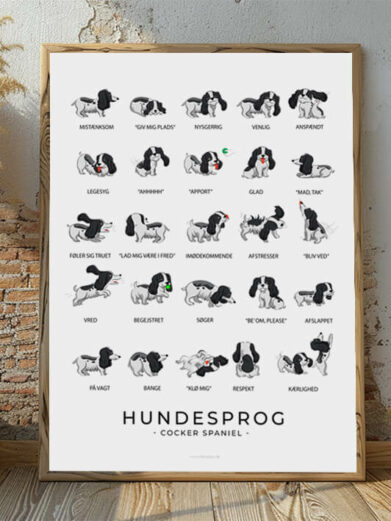 Hundesprogsplakat med en Cocker Spaniel, der viser, hvordan denne opmærksomme og venlige hund kommunikerer gennem sin kropssprog og udtryk.