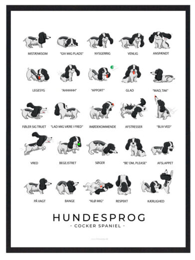 Hundesprogsplakat med en Cocker Spaniel, der giver indsigt i, hvordan du kan forbedre kommunikationen med din hund ved at forstå dens kropssprog og små tegn.