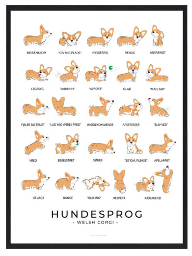 Hundesprogsplakat med en Welsh Corgi, der giver indsigt i, hvordan du kan forstå din hunds humør og behov ved at læse dens kropssprog.