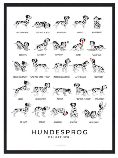 Hundesprogsplakat med en Dalmatiner, der hjælper dig med at tolke din hunds kropssprog, fra halen til ørene, for bedre forståelse og kommunikation.