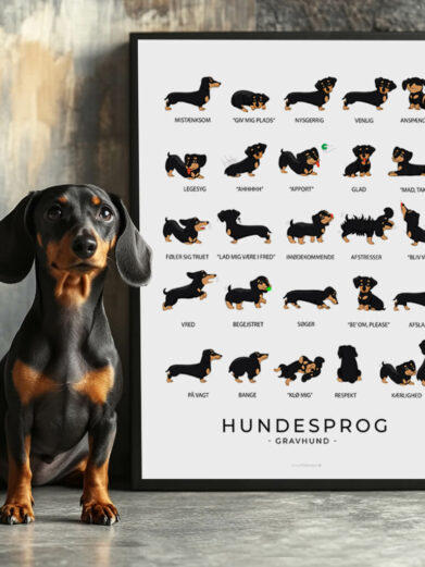 En langbenet Gravhund står ved siden af en hundesprogsplakat, som illustrerer, hvordan hunde bruger deres krop til at udtrykke følelser. Plakaten har visuelle eksempler på, hvordan en hund reagerer i forskellige situationer – fra leg til bekymring.