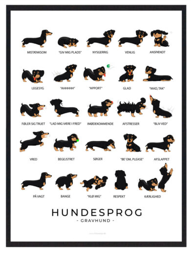 Forstå din sorte Gravhund bedre med en plakat, der illustrerer dens kropssignaler og hjælper dig med at skabe stærkere bånd.