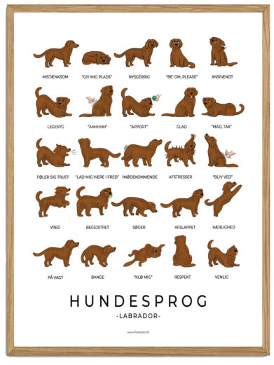 Labrador brun - Hundesprog plakat