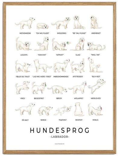 Labrador hvid - Hundesprog plakat